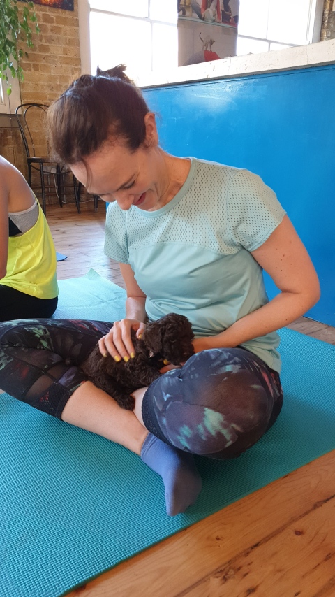 PetsYoga yoga with cockapoo puppies